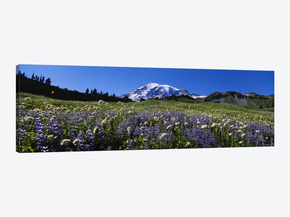 Wildflowers On A Landscape, Mt Rainier National Park, Washington State, USA #4 by Panoramic Images 1-piece Canvas Print