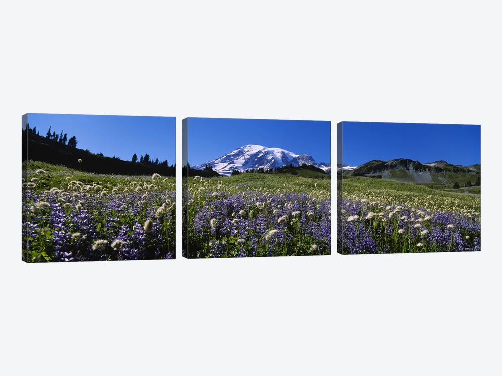 Wildflowers On A Landscape, Mt Rainier National Park, Washington State, USA #4 by Panoramic Images 3-piece Canvas Print
