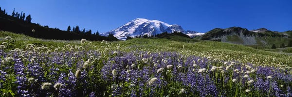 Mount Rainier National Park: Wildflowers On A Landscape, Mt Rainier National Park, Washington State, USA #4 by Panoramic Images