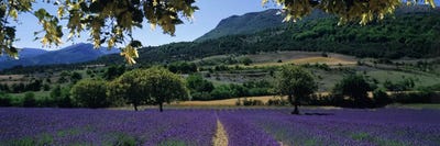 Countryside Landscape I, Provence-Alpes-Cote d'Azur France by Panoramic Images multi panel art