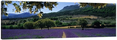 Countryside Landscape I, Provence-Alpes-Cote d'Azur France Canvas Art Print - Herb Art