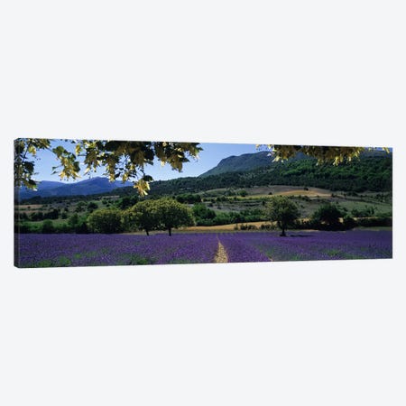 Countryside Landscape I, Provence-Alpes-Cote d'Azur France Canvas Print #PIM5043} by Panoramic Images Canvas Artwork