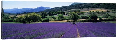 Countryside Landscape II, Provence-Alpes-Cote d'Azur France Canvas Art Print - Pantone Ultra Violet 2018