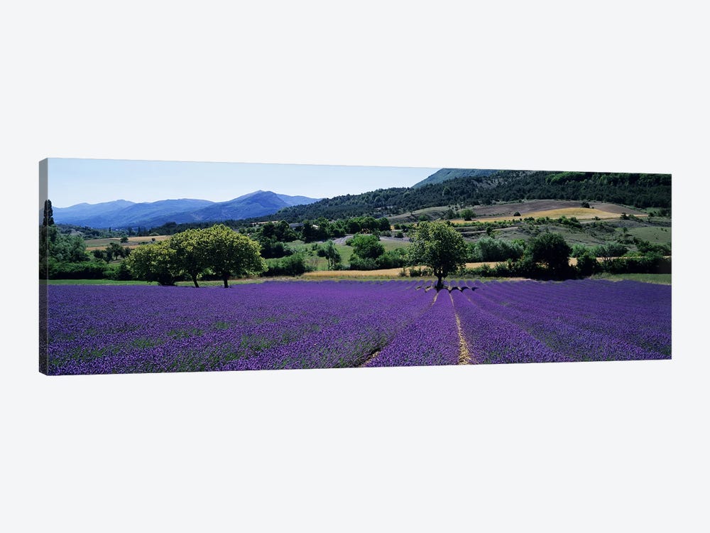 Countryside Landscape II, Provence-Alpes-Cote d'Azur France 1-piece Canvas Art