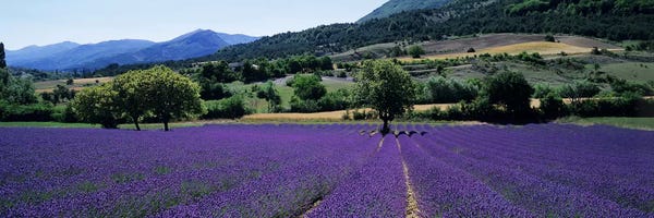 Ultra Earthy: Countryside Landscape II, Provence-Alpes-Cote d'Azur France by Panoramic Images