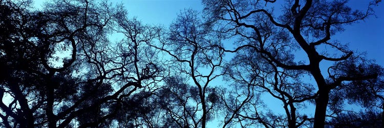 Silhouette of an Oak tree, Oakland, California, USA
