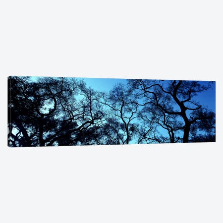 Silhouette of an Oak tree, Oakland, California, USA Canvas Print #PIM5054} by Panoramic Images Canvas Artwork