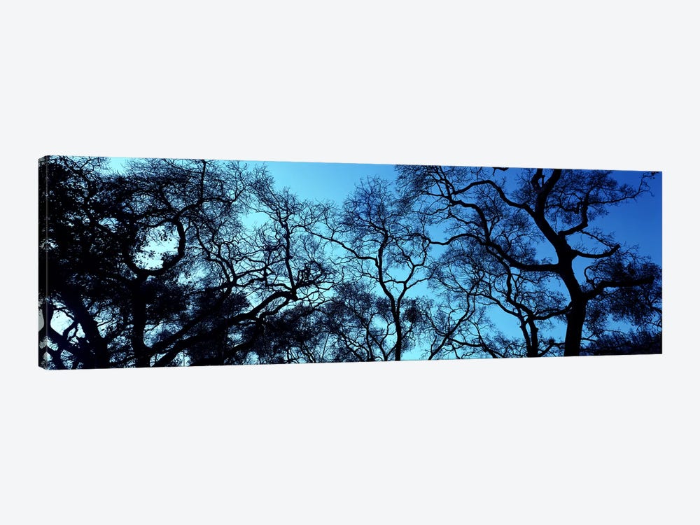 Silhouette of an Oak tree, Oakland, California, USA by Panoramic Images 1-piece Art Print