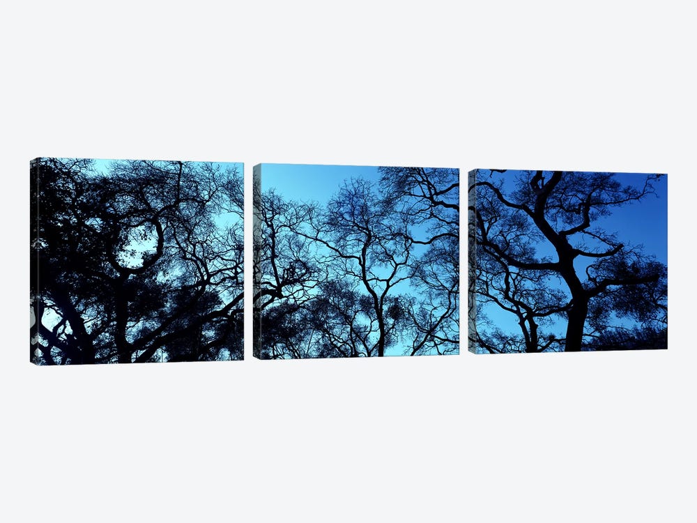 Silhouette of an Oak tree, Oakland, California, USA by Panoramic Images 3-piece Canvas Print