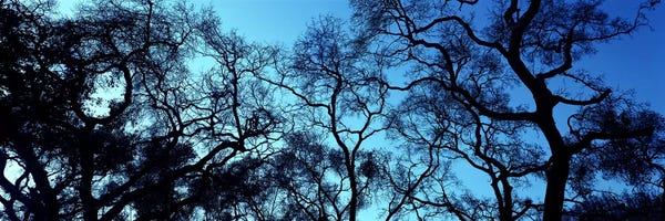 Silhouette of an Oak tree, Oakland, California, USA