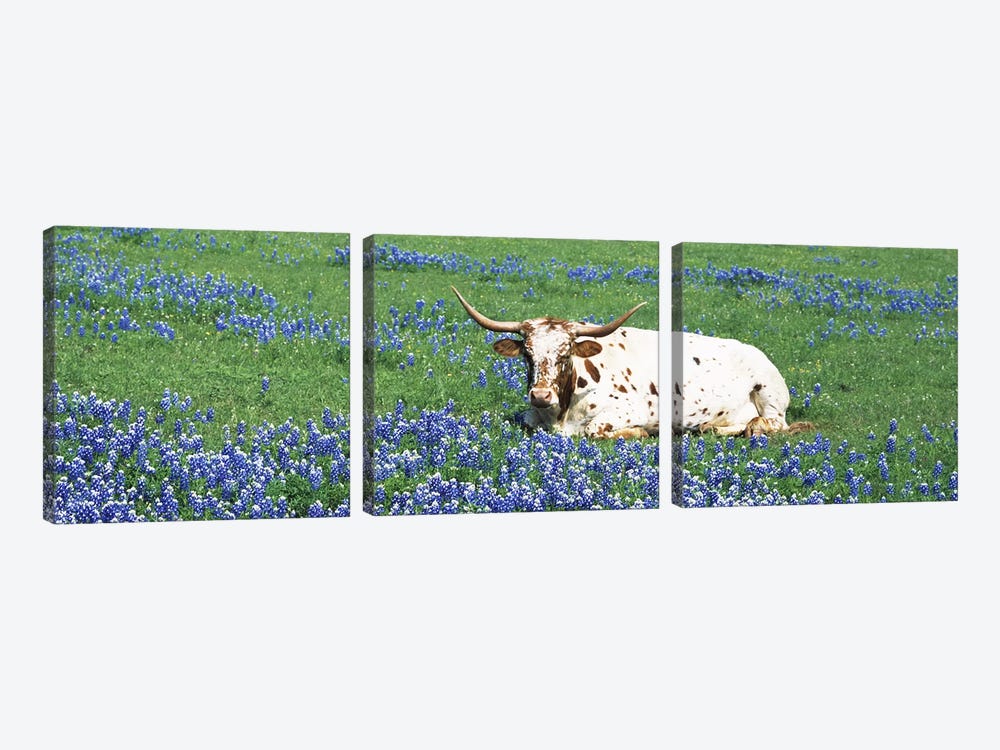 Texas Longhorn Cow Sitting on A FieldHill County, Texas, USA by Panoramic Images 3-piece Canvas Artwork