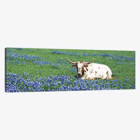 Texas Longhorn Cow Sitting on A FieldHill County, Texas, USA Canvas Print #PIM5055} by Panoramic Images Canvas Wall Art