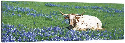 Texas Longhorn Cow Sitting on A FieldHill County, Texas, USA Canvas Art Print - Country Scenic Photography