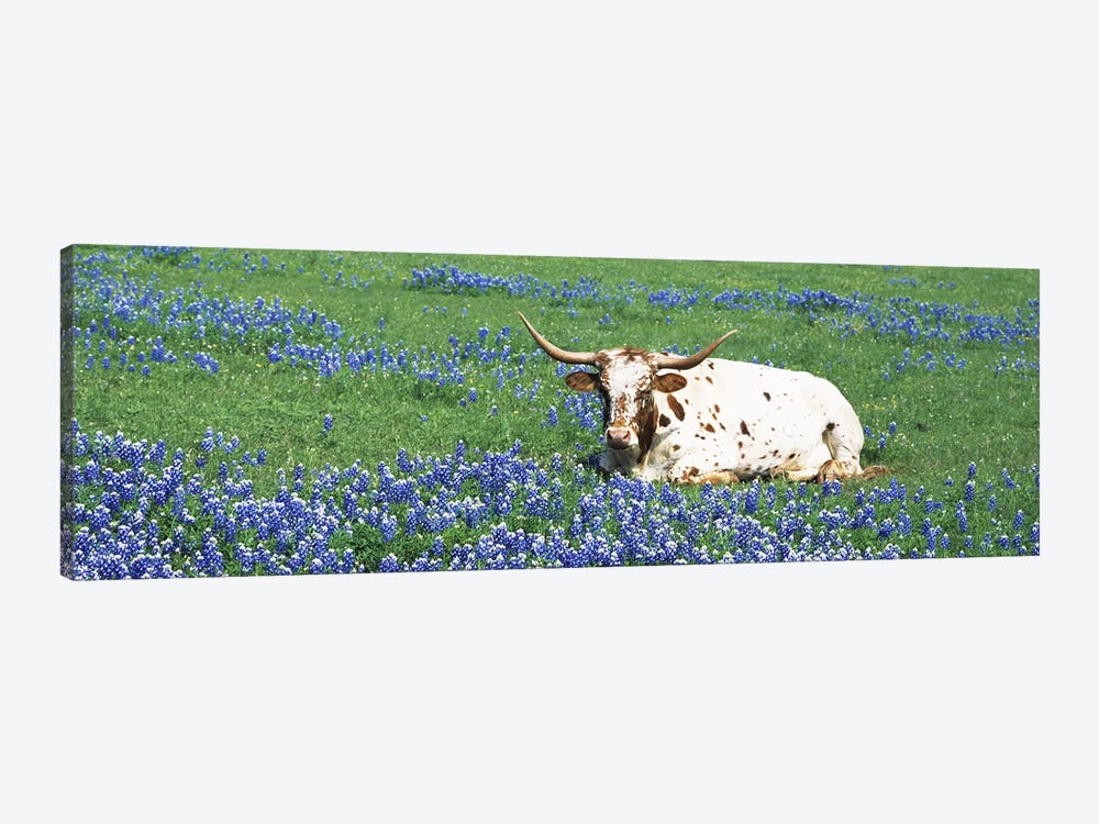 Texas Longhorn Cow Sitting on A FieldHill County, Texas, USA by Panoramic Images 1-piece Canvas Artwork