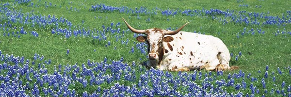 Bluebonnets: Texas Longhorn Cow Sitting on A FieldHill County, Texas, USA by Panoramic Images