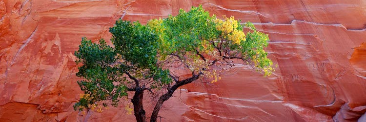 Low Angle View Of A Cottonwood Tree In Front Of A Sandstone Wall, Escalante National Monument, Utah, USA