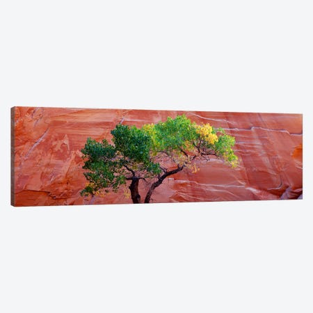 Low Angle View Of A Cottonwood Tree In Front Of A Sandstone Wall, Escalante National Monument, Utah, USA Canvas Print #PIM5057} by Panoramic Images Canvas Art
