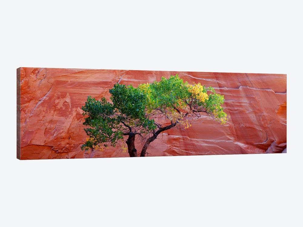 Low Angle View Of A Cottonwood Tree In Front Of A Sandstone Wall, Escalante National Monument, Utah, USA by Panoramic Images 1-piece Canvas Artwork