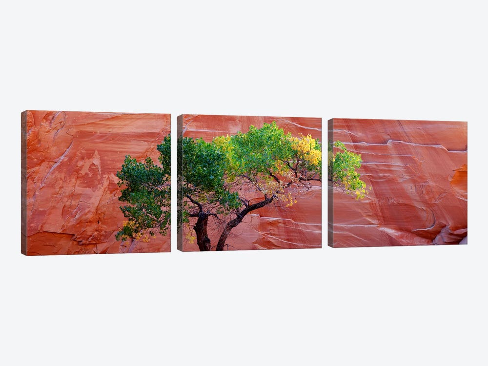 Low Angle View Of A Cottonwood Tree In Front Of A Sandstone Wall, Escalante National Monument, Utah, USA by Panoramic Images 3-piece Canvas Artwork
