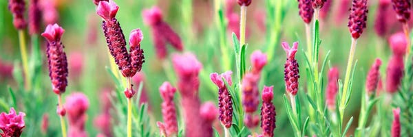 Floral Close-Ups: High angle view of Italian Lavender by Panoramic Images