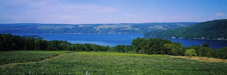 Vineyard Landscape, Keuka Lake, Finger Lakes, New York, USA by Panoramic Images wall art