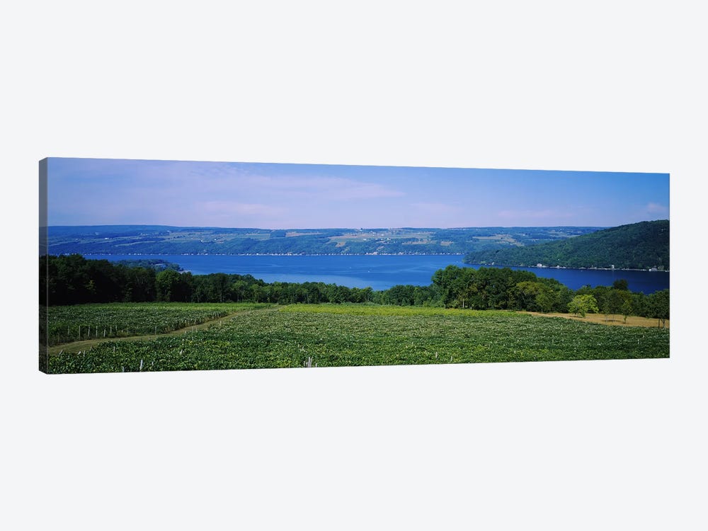 Vineyard Landscape, Keuka Lake, Finger Lakes, New York, USA by Panoramic Images 1-piece Canvas Art