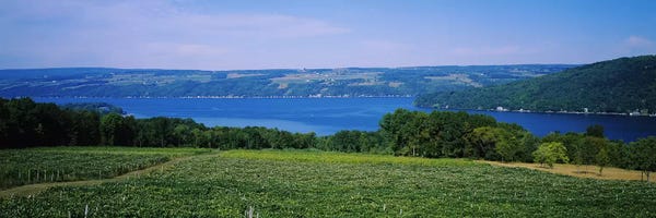 New York: Vineyard Landscape, Keuka Lake, Finger Lakes, New York, USA by Panoramic Images