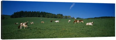 Herd of cows grazing in a field, St. Peter, Black Forest, Germany Canvas Art Print - Germany Art
