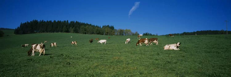 Herd of cows grazing in a field, St. Peter, Black Forest, Germany