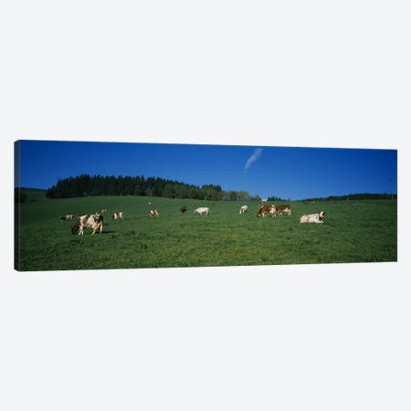 Herd of cows grazing in a field, St. Peter, Black Forest, Germany Canvas Print #PIM5115} by Panoramic Images Canvas Print