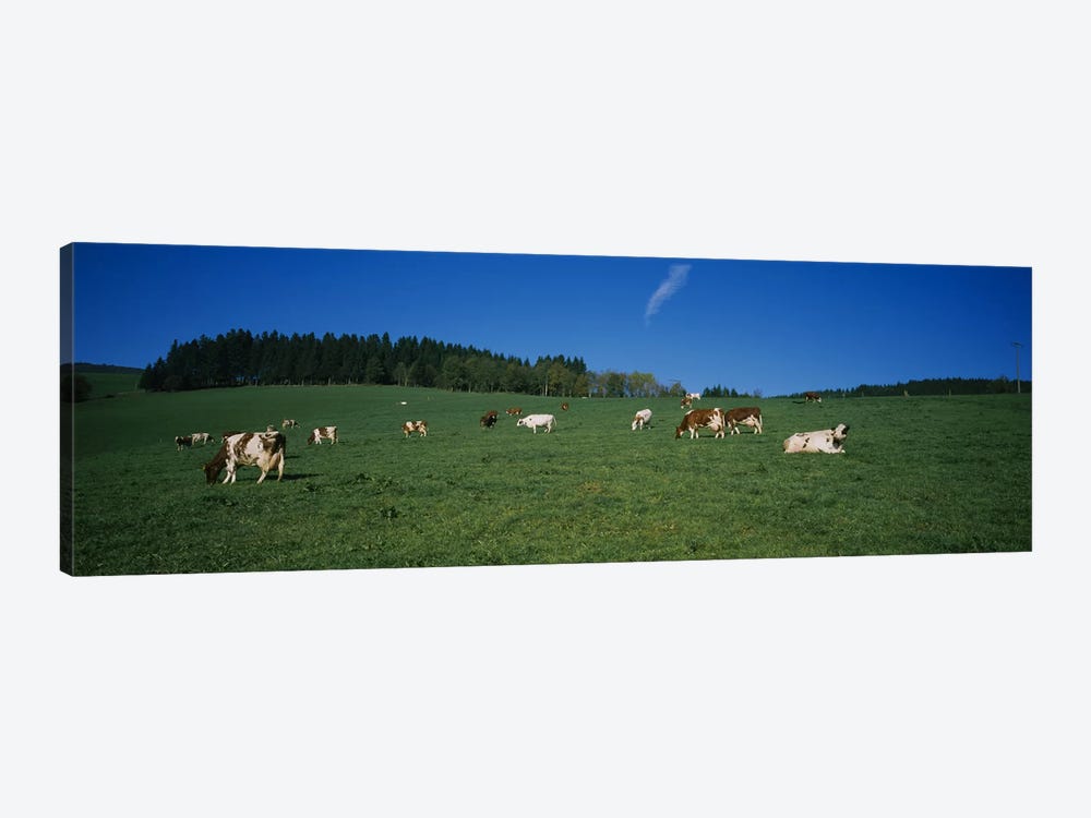 Herd of cows grazing in a field, St. Peter, Black Forest, Germany by Panoramic Images 1-piece Art Print