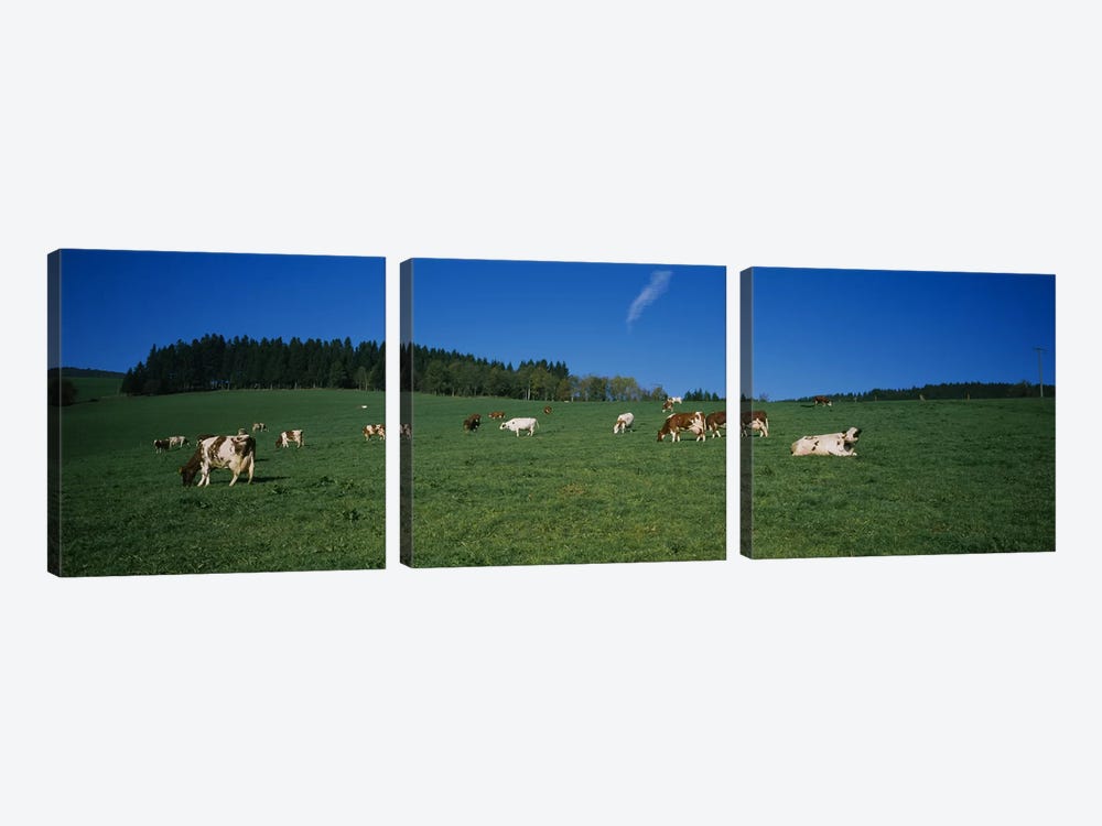 Herd of cows grazing in a field, St. Peter, Black Forest, Germany by Panoramic Images 3-piece Canvas Art Print
