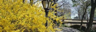 Yellow Blooms, Central Park, Manhattan, New York City, New York, USA by Panoramic Images acrylic art print