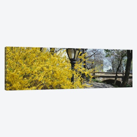 Yellow Blooms, Central Park, Manhattan, New York City, New York, USA Canvas Print #PIM5137} by Panoramic Images Art Print