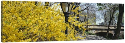 Yellow Blooms, Central Park, Manhattan, New York City, New York, USA Canvas Art Print - Central Park