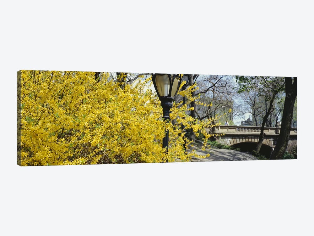 Yellow Blooms, Central Park, Manhattan, New York City, New York, USA by Panoramic Images 1-piece Canvas Print