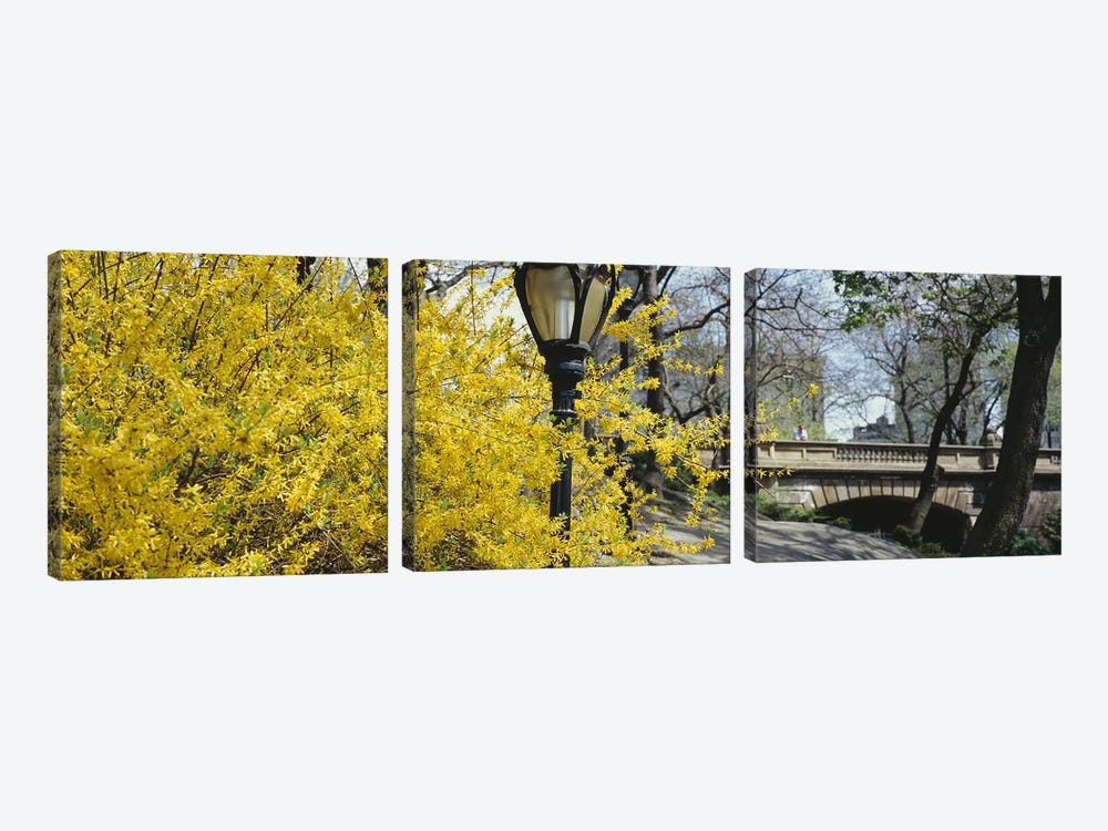 Yellow Blooms, Central Park, Manhattan, New York City, New York, USA by Panoramic Images 3-piece Canvas Print