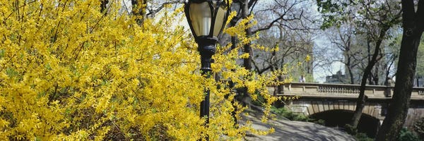 Central Park: Yellow Blooms, Central Park, Manhattan, New York City, New York, USA by Panoramic Images
