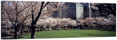 Trees in a park, Central Park, Manhattan, New York City, New York State, USA Canvas Art Print - Central Park