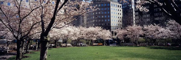 Central Park: Trees in a park, Central Park, Manhattan, New York City, New York State, USA by Panoramic Images