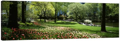 Flowers in a park, Central Park, Manhattan, New York City, New York State, USA Canvas Art Print - Central Park