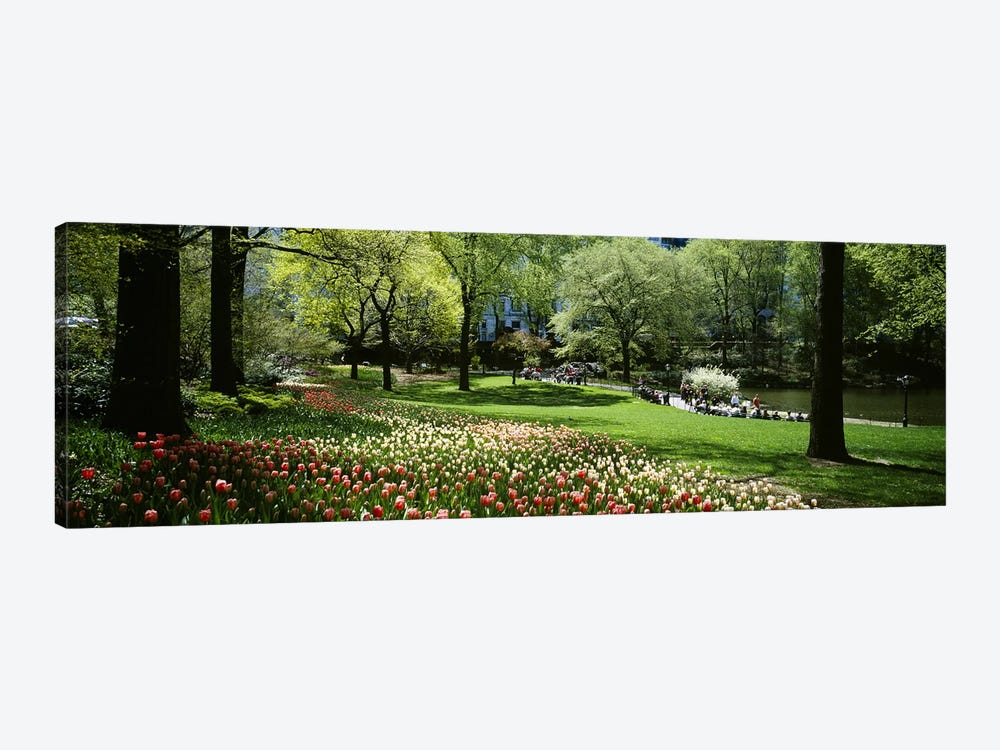 Flowers in a park, Central Park, Manhattan, New York City, New York State, USA by Panoramic Images 1-piece Canvas Art