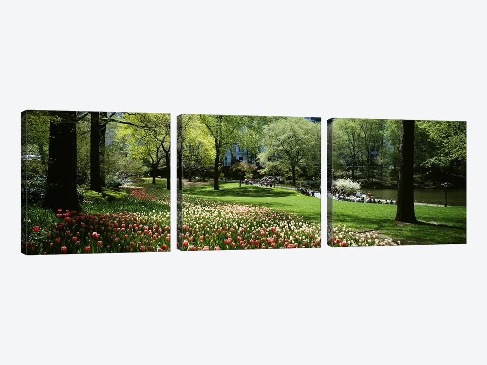 Flowers in a park, Central Park, Manhattan, New York City, New York State, USA by Panoramic Images 3-piece Canvas Wall Art