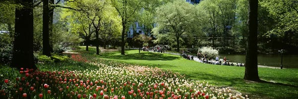 Central Park: Flowers in a park, Central Park, Manhattan, New York City, New York State, USA by Panoramic Images