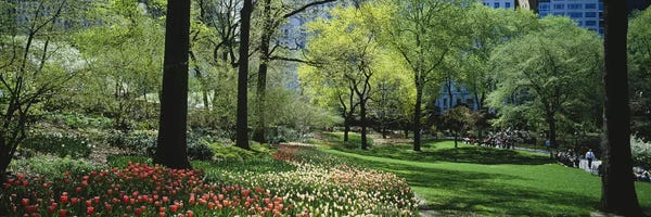 Central Park: Trees in a park, Central Park, Manhattan, New York City, New York State, USA #2 by Panoramic Images