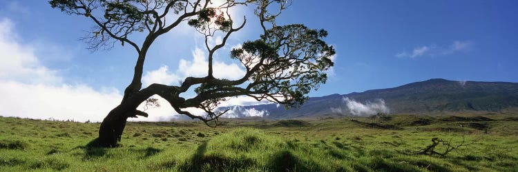 Koa Tree, Big Island, Hawai'i, USA