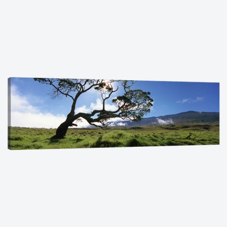 Koa Tree, Big Island, Hawai'i, USA Canvas Print #PIM5161} by Panoramic Images Canvas Art Print