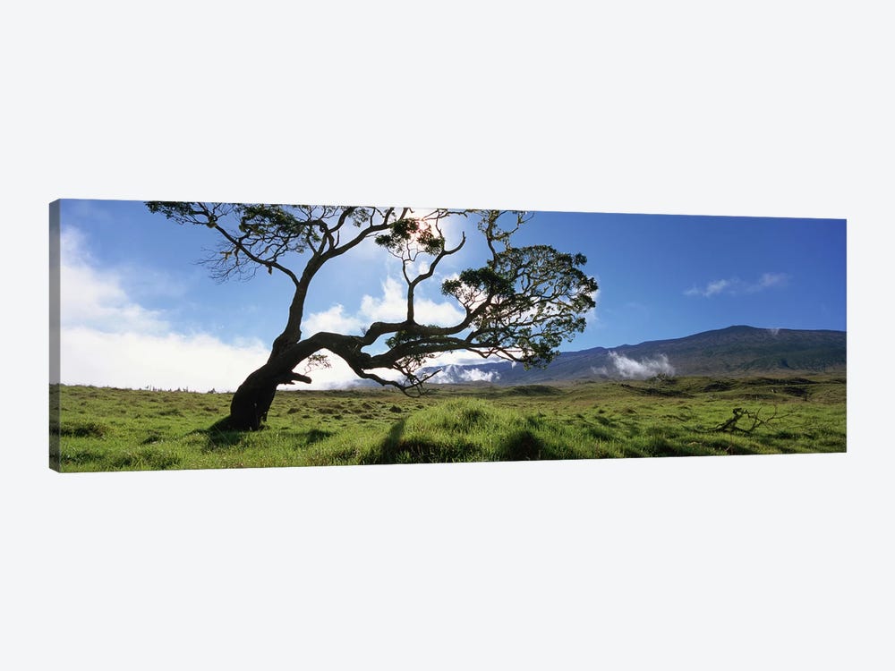 Koa Tree, Big Island, Hawai'i, USA by Panoramic Images 1-piece Canvas Art