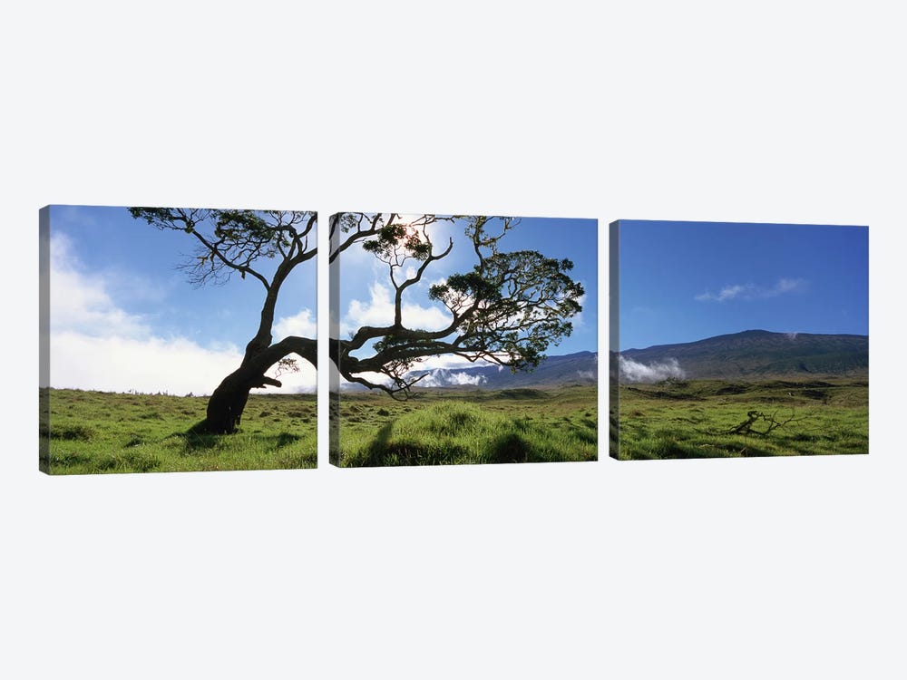 Koa Tree, Big Island, Hawai'i, USA by Panoramic Images 3-piece Canvas Artwork