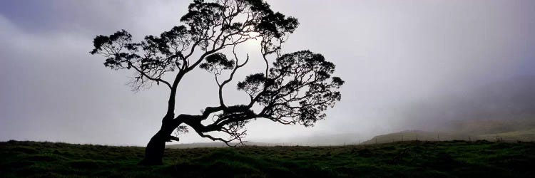 Silhouette Of A Koa Tree, Mauna Kea, Kamuela, Big Island, Hawaii, USA